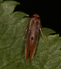 Tinea semifulvella