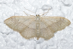Idaea aversata