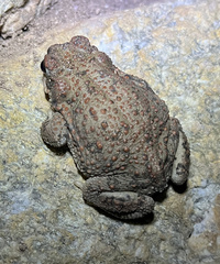 Anaxyrus punctatus