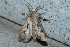 Agrotis exclamationis