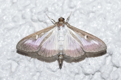 Cydalima perspectalis