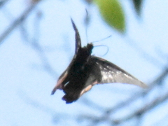 Parides erithalion trichopus