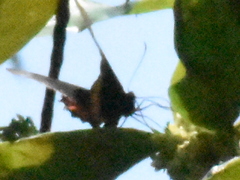 Parides erithalion trichopus