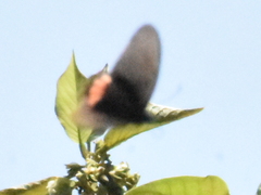 Parides erithalion trichopus