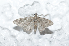 Gymnoscelis rufifasciata