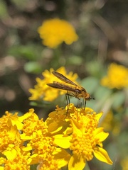 Thevenetimyia luctifera