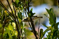 Conirostrum speciosum