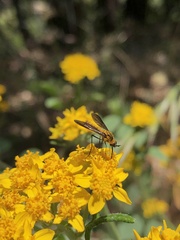 Thevenetimyia luctifera