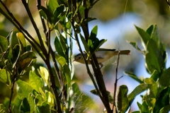 Conirostrum speciosum