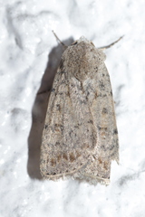 Caradrina clavipalpis