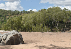 Melaleuca fluviatilis