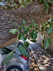 Quercus ilex
