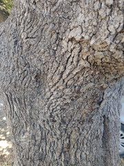 Quercus ilex