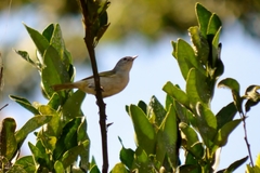 Conirostrum speciosum