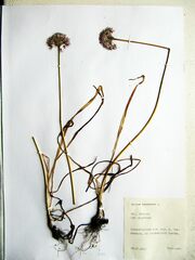 Allium senescens