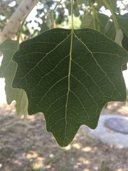 Populus