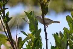 Conirostrum speciosum