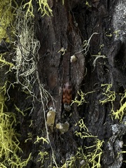 Pseudanostirus tigrinus