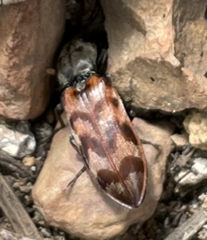 Pseudanostirus tigrinus