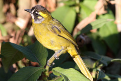 Pycnonotus penicillatus
