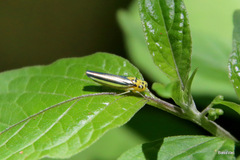 Ishidaella albomarginata