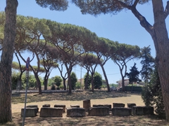Pinus