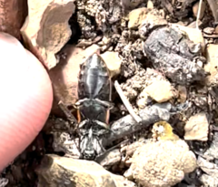 Pseudanostirus tigrinus