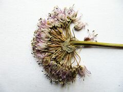 Allium senescens
