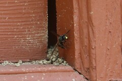 Orancistrocerus drewseni