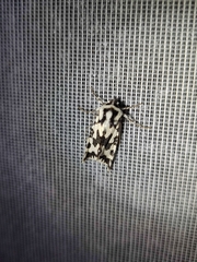 Phlogophora distorta