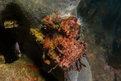 Metandrocarpa protostigmatica