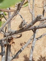 Cicada barbara barbara