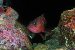 Hypoplectrodes huntii