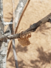 Cicada barbara barbara