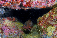 Hypoplectrodes huntii