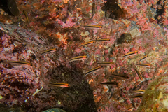 Forsterygion maryannae
