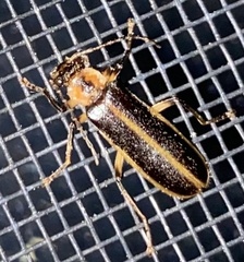 Podabrus basillaris