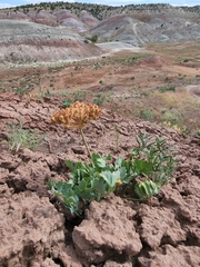 Cymopterus duchesnensis