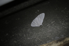 Urapteroides astheniata