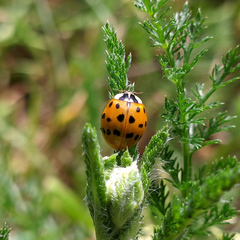 Harmonia axyridis