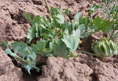 Cymopterus duchesnensis