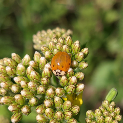 Harmonia axyridis