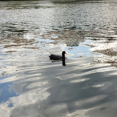 Fulica atra