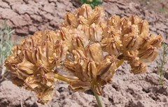 Cymopterus duchesnensis