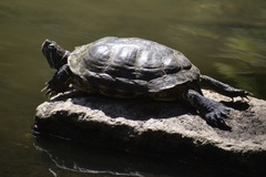 Trachemys scripta