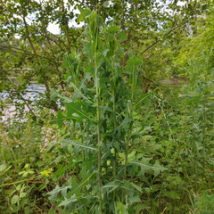 Lactuca serriola