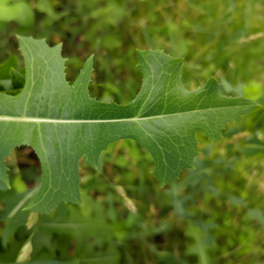 Lactuca serriola