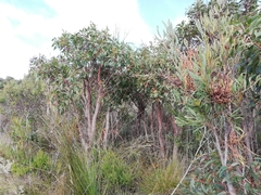 Eucalyptus staeri