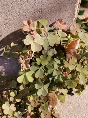 Oxalis corniculata