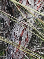 Eucalyptus staeri